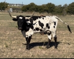HD Zsa Zsa - Longhorn Cows