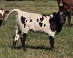 HD Zsa Zsa heifer - Longhorn Heifers