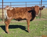 Watchout Dolly CP - Longhorn Heifers