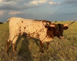 Flying H Maisie May - Longhorn Heifers