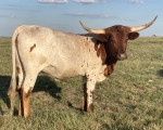 TC3 Miss America Society - Longhorn Cows