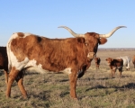 Mustang Sally 301 - Longhorn Cows