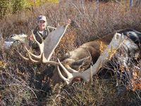 Alaskan Yukon Moose - Gallery