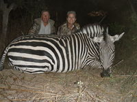 Zimbabwe, Zebra 2013 - Gallery