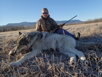 B.C. wolf 2 miles from ranch 2014 - Gallery