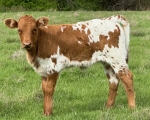 Mustang Sallys heifer - Longhorn Heifers