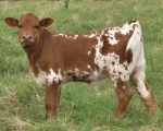 RevMySprinkles X Thunder - Longhorn Heifers