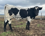 RL Black Magic - Longhorn Heifers