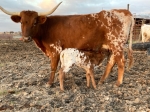 Shakeitlikeasaltshaker - Longhorn Cows