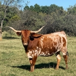 RR Start Me Up - Longhorn Cows