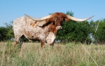 Speckled Preacher C P - Longhorn Steers