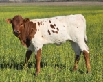 TC3MissAmerica X Perpetua James - Longhorn Heifers